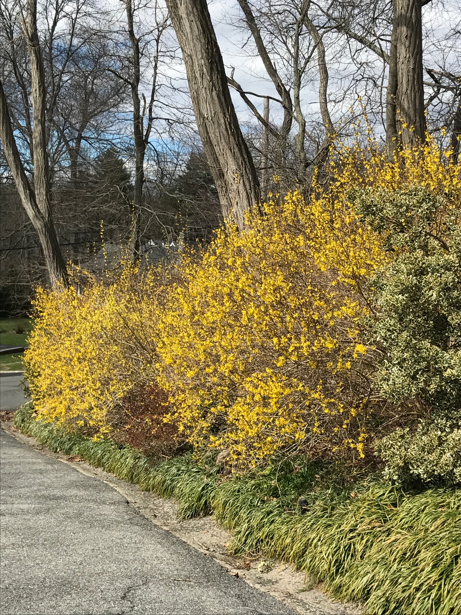 Forsythia