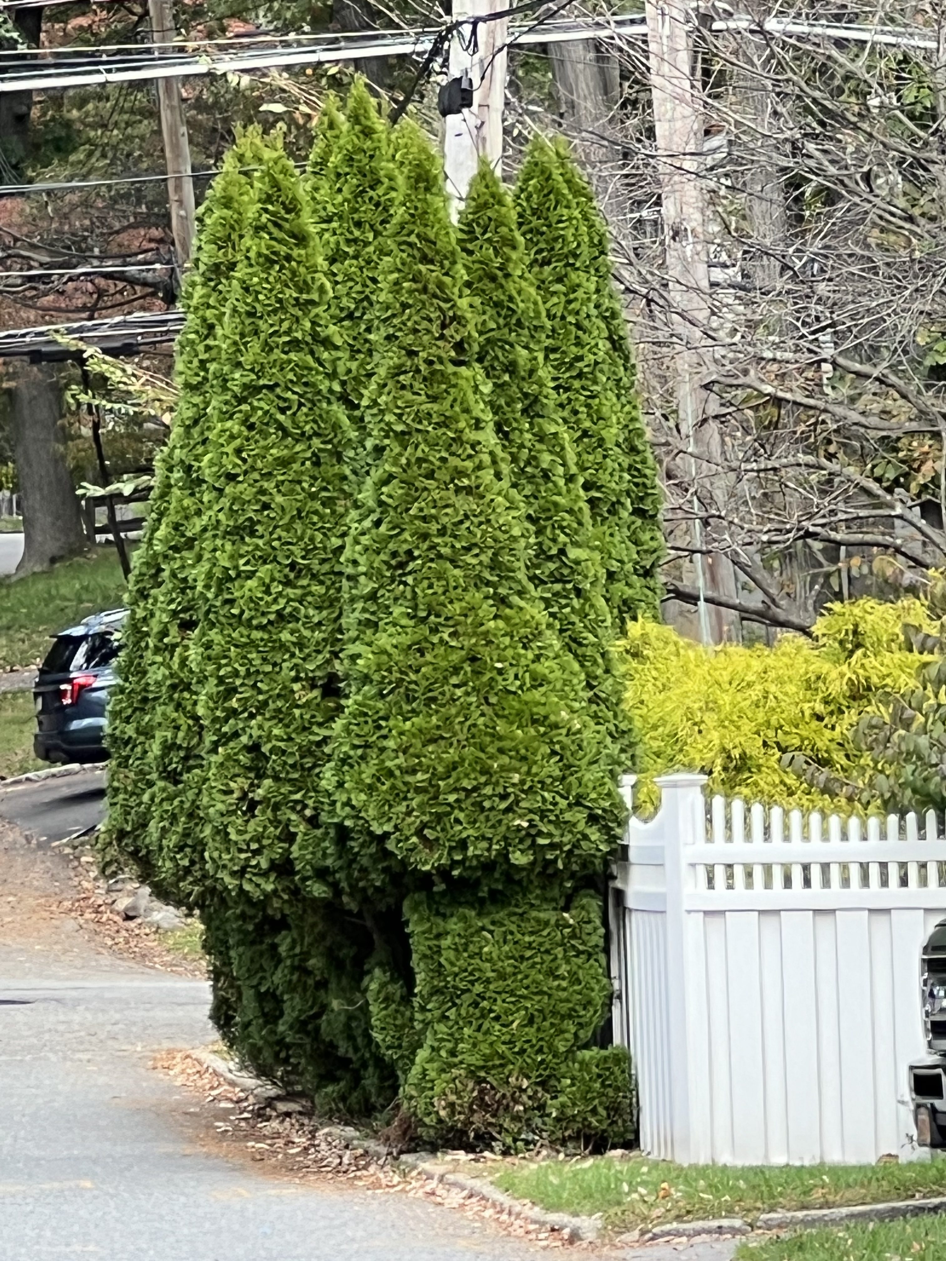 Arborvitae