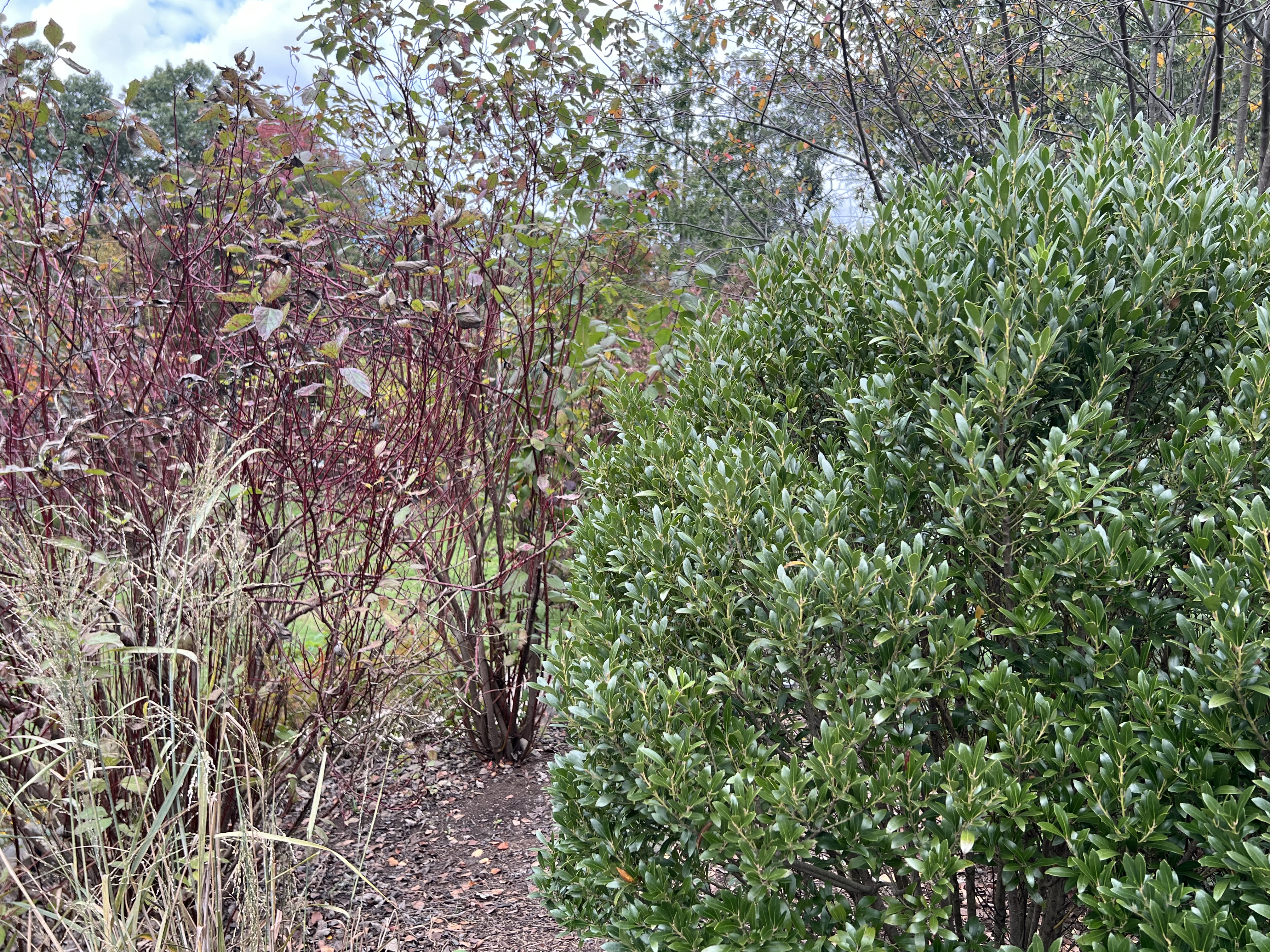 Red Twig Dogwood and Switch Grass