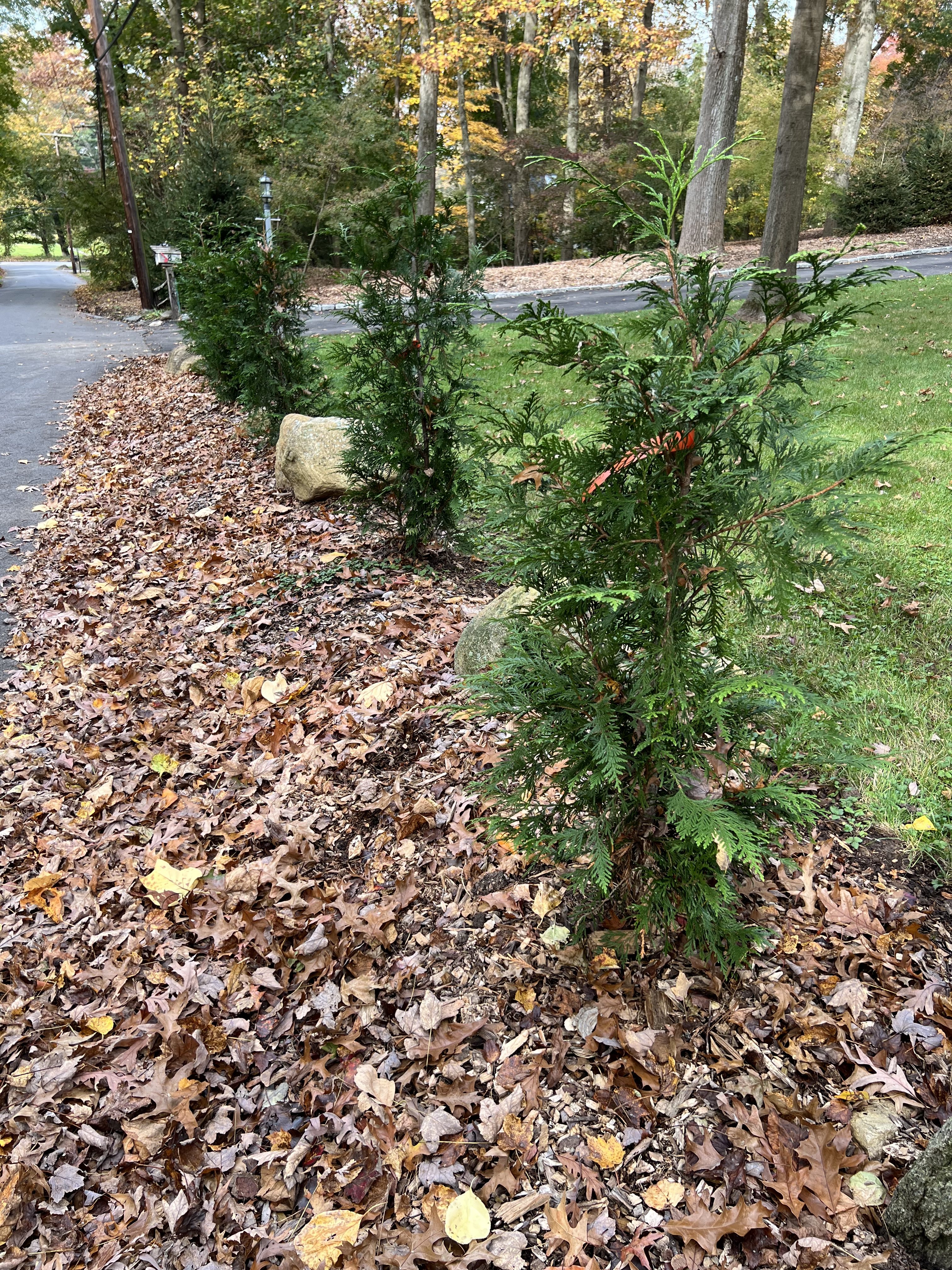 Arborvitae