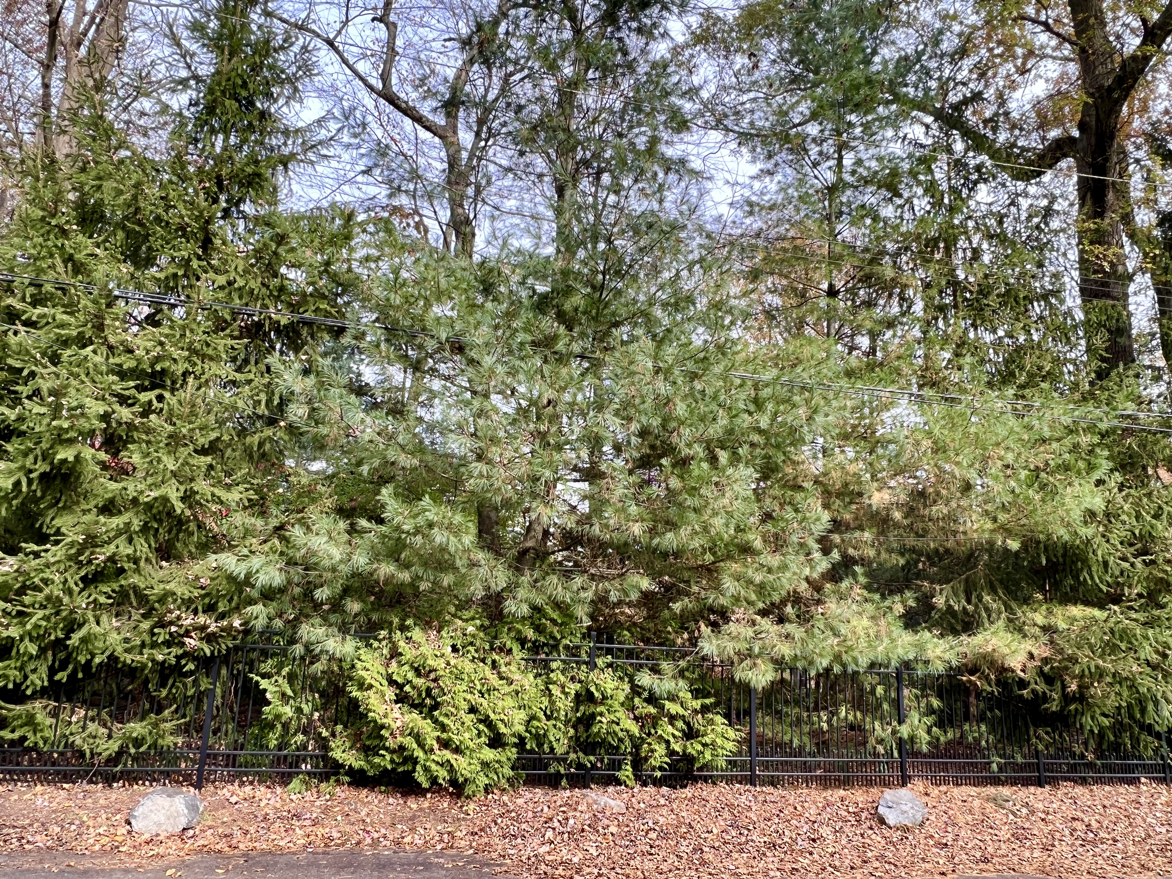 white pine, arborvitae, spruce, juniper, and Rhododendron