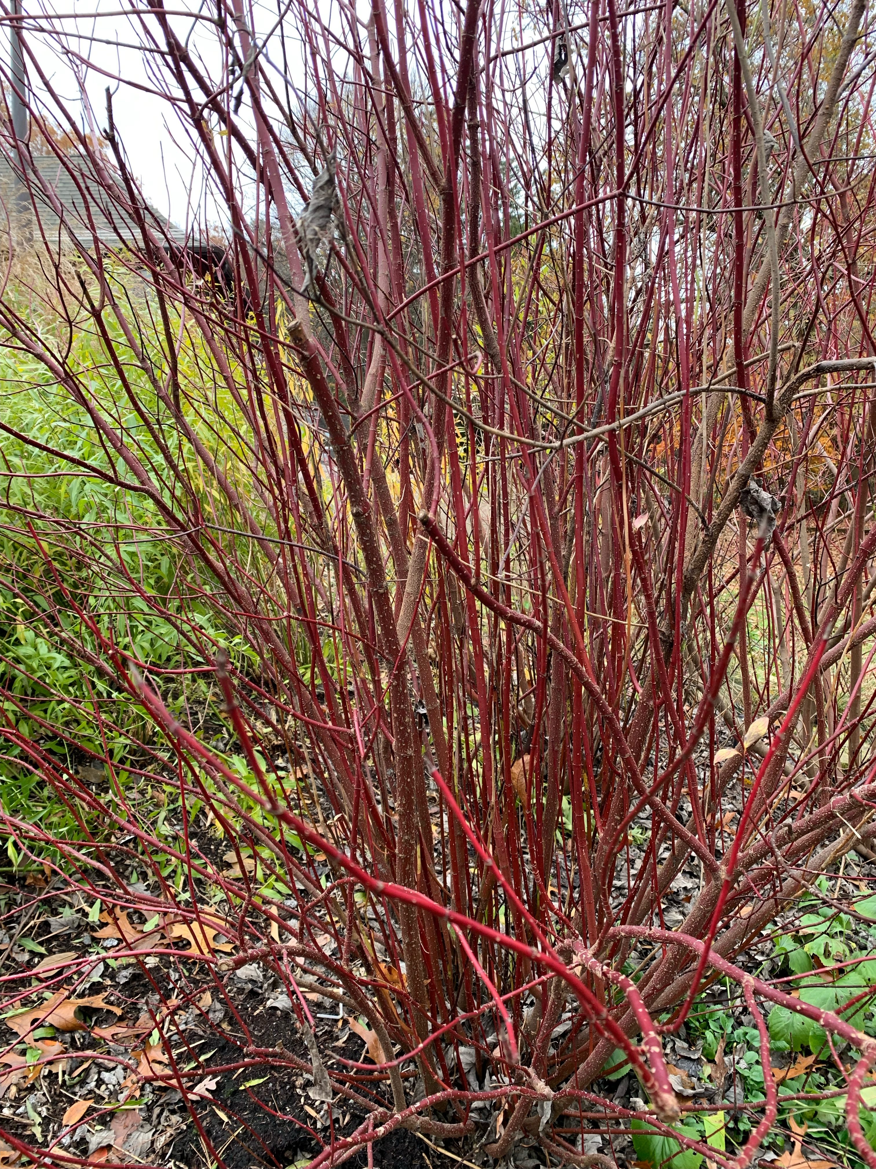 Red Osier Dogwood 