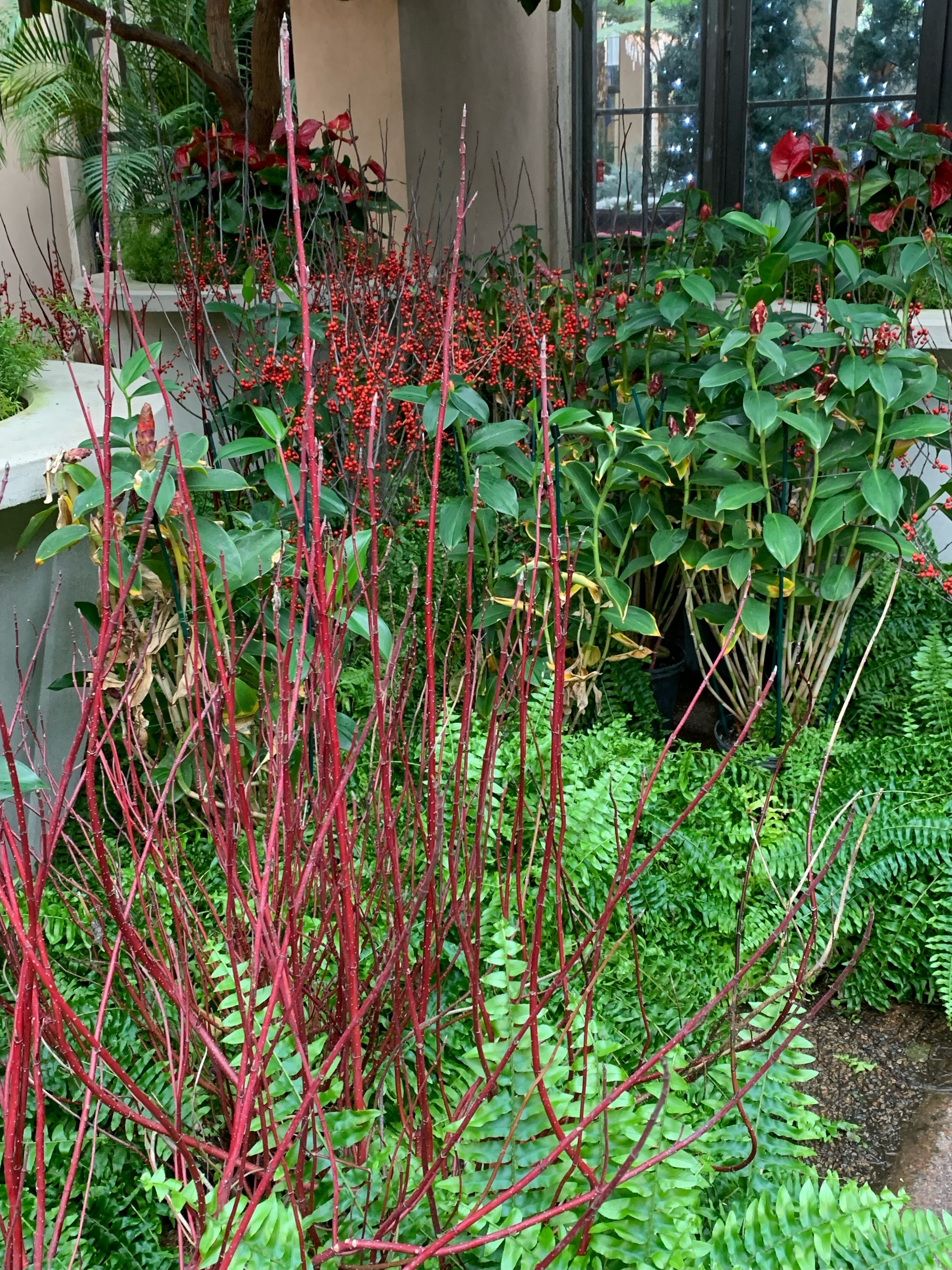 Red Osier Dogwood 
