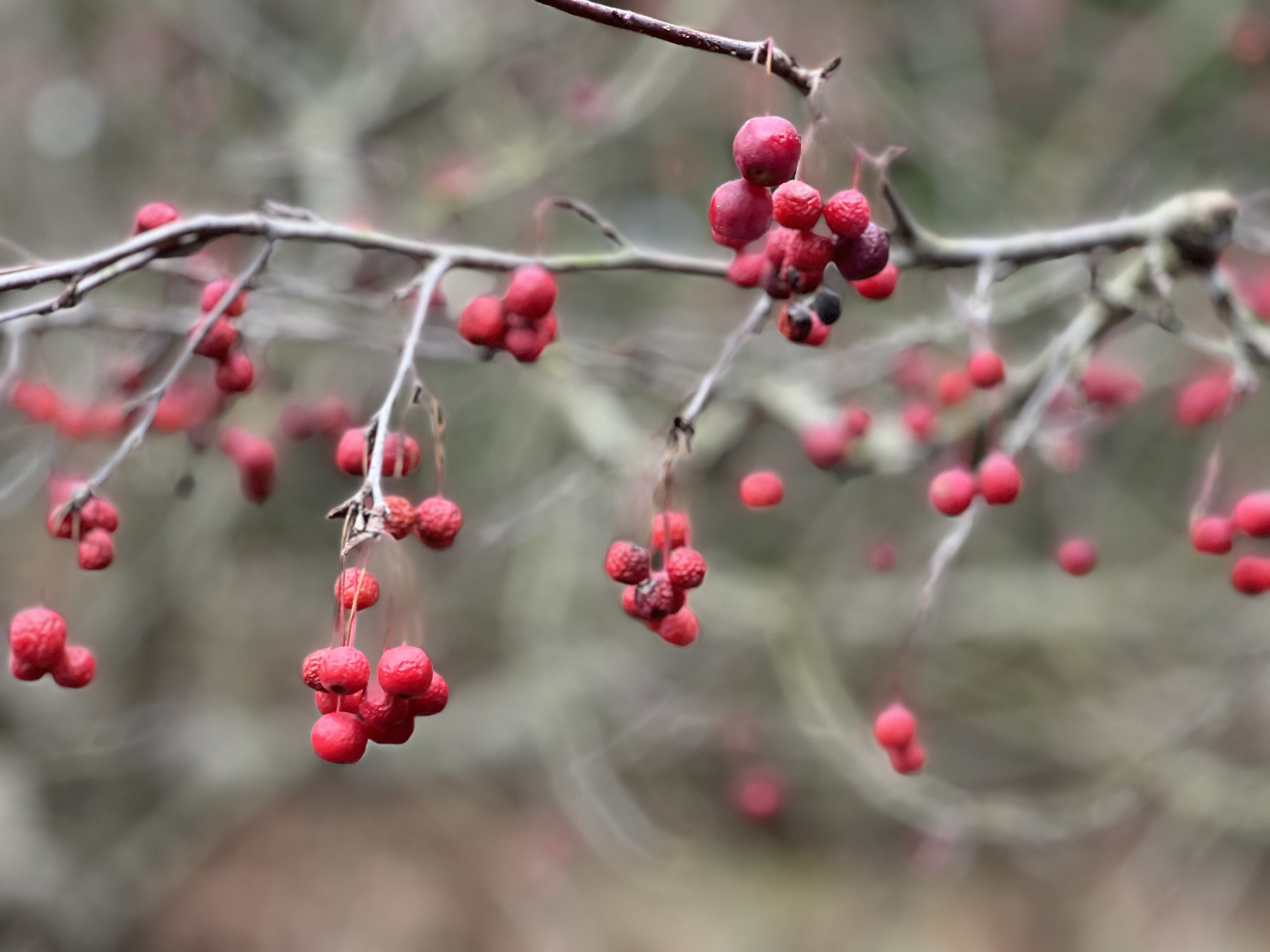 Crabapples