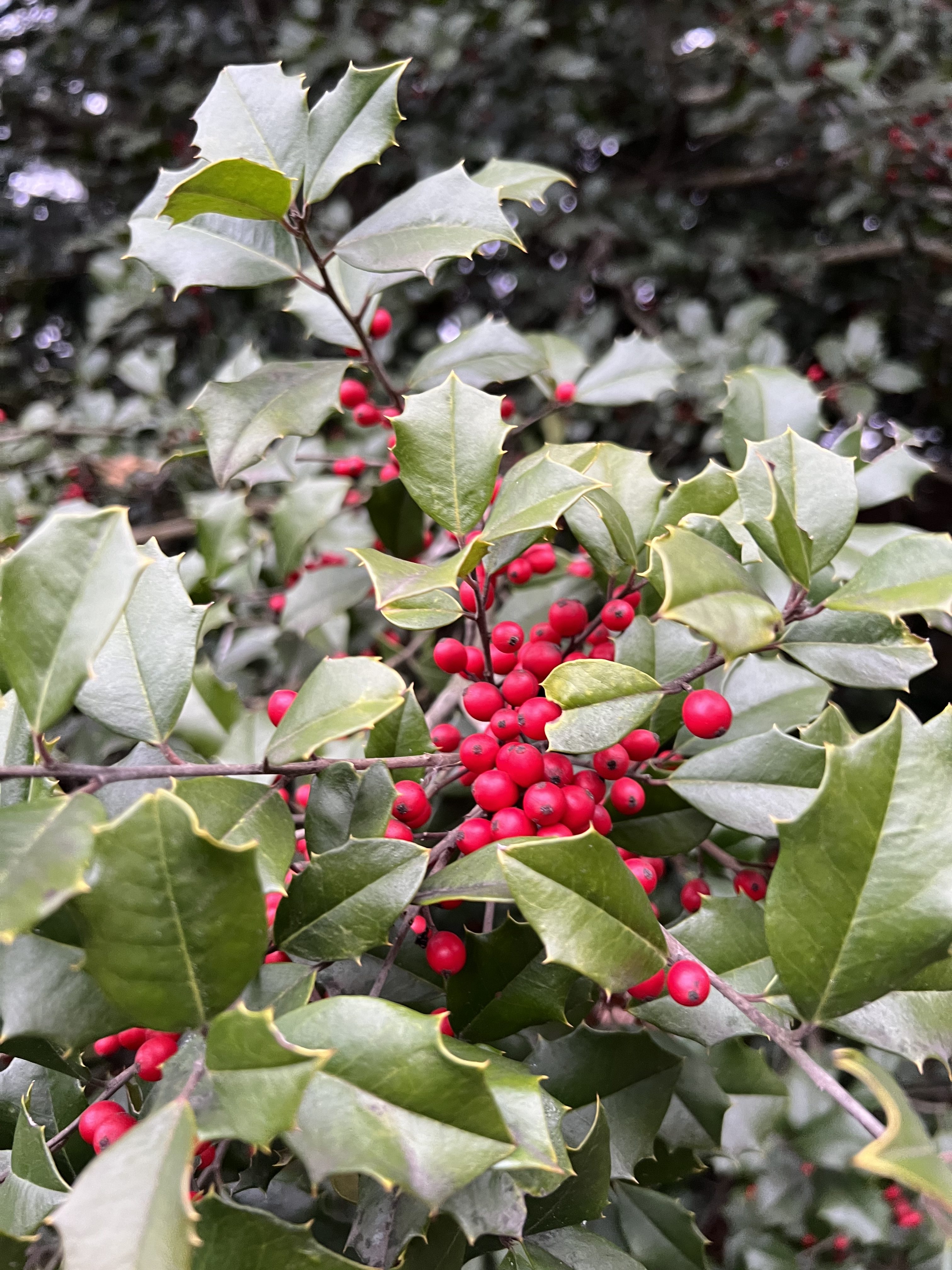 American Holly