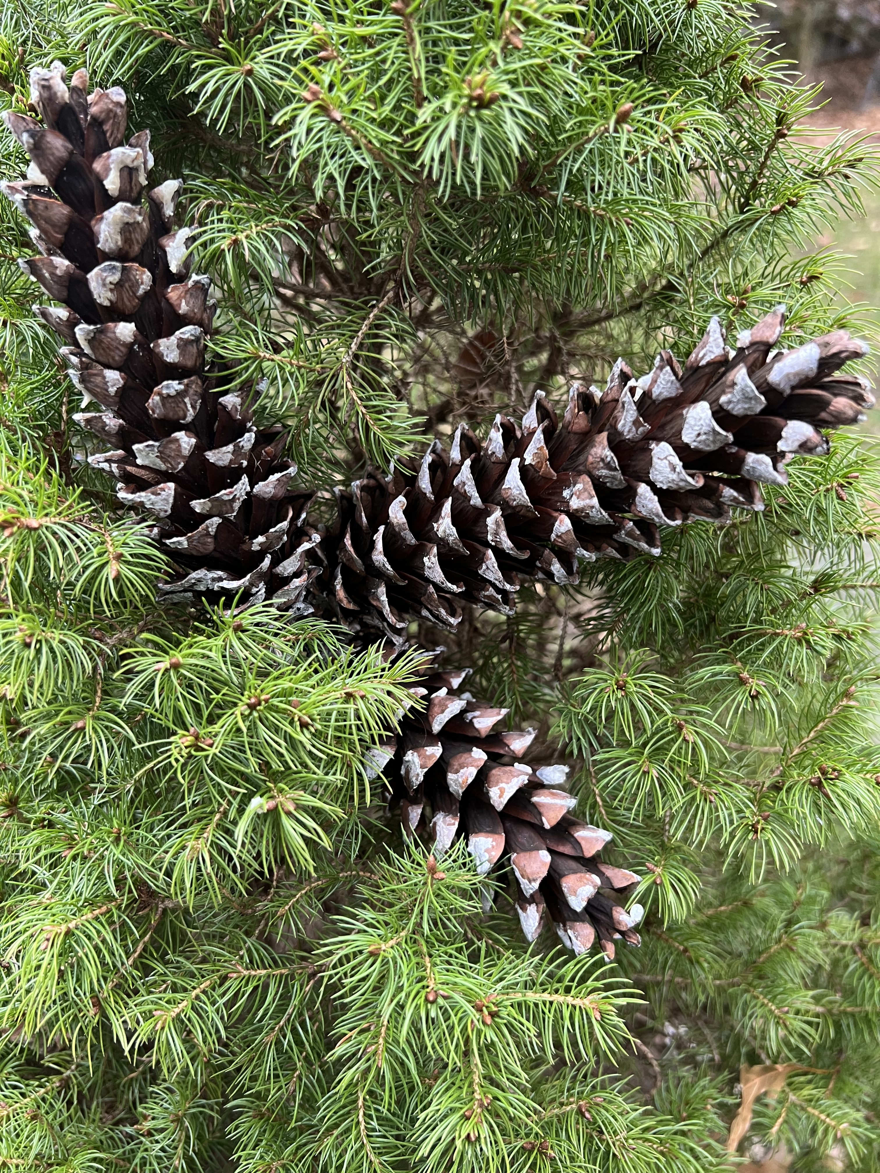 Natural White Pine Cones