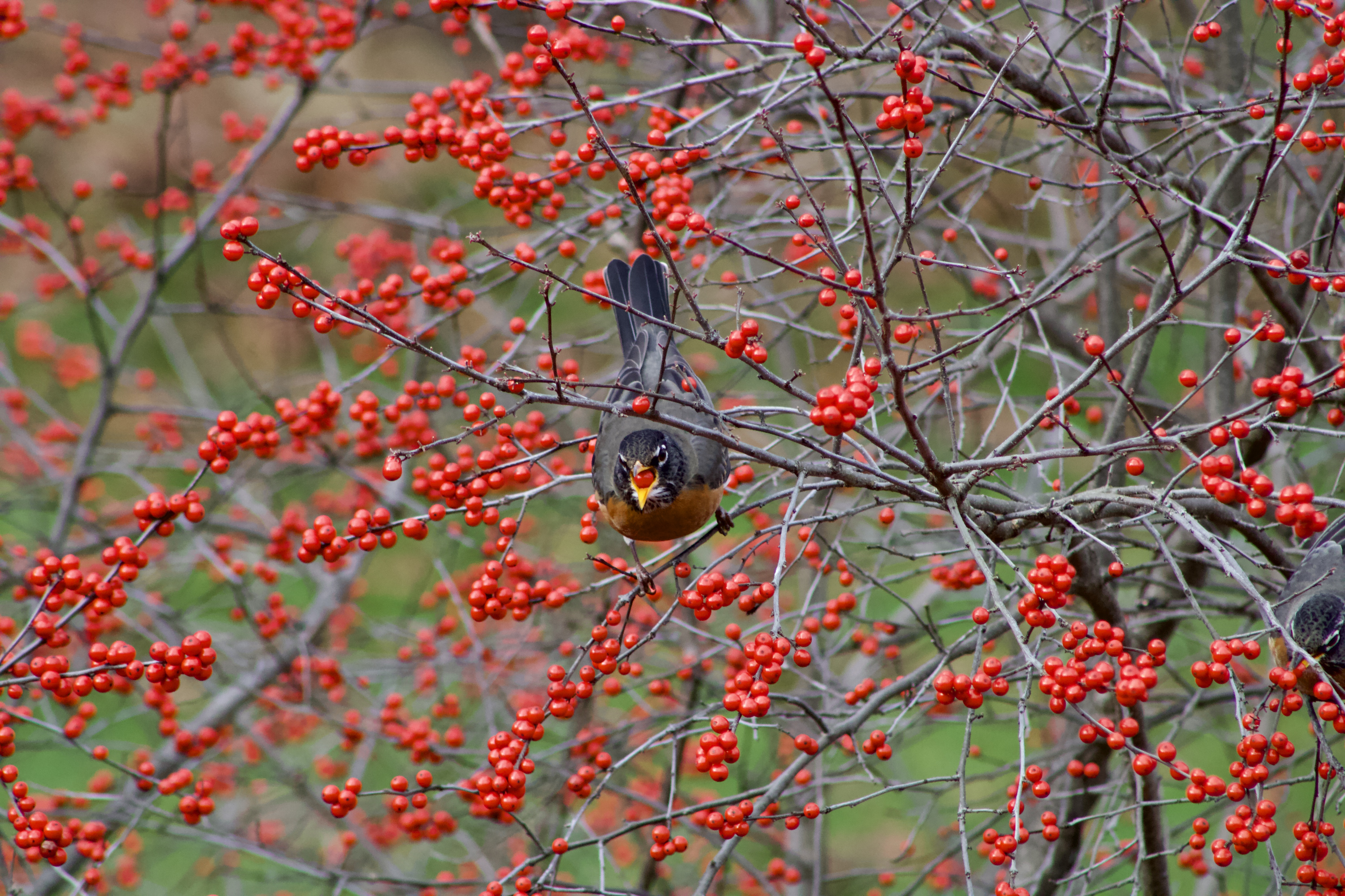 Winterberry