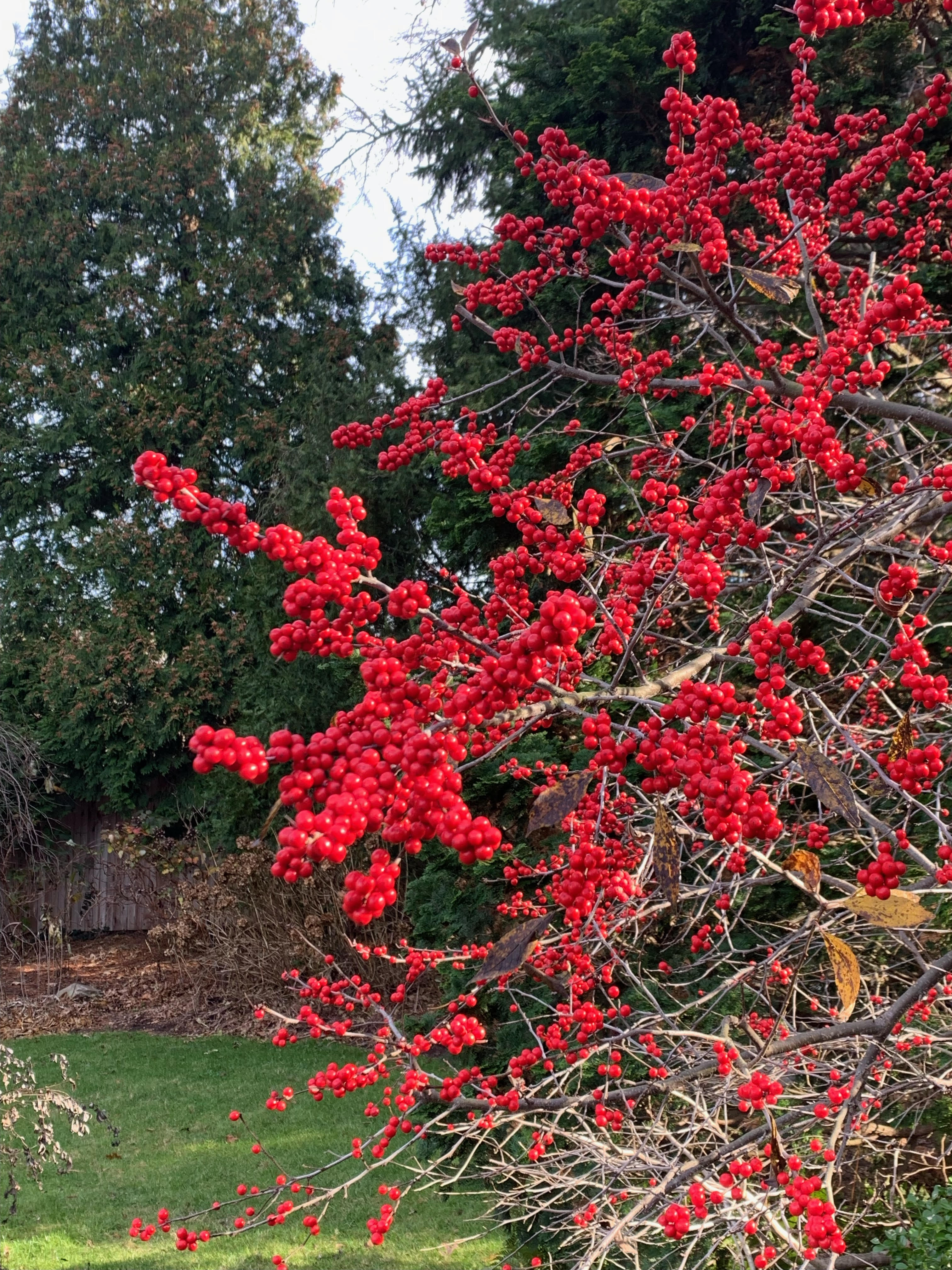 Winterberry