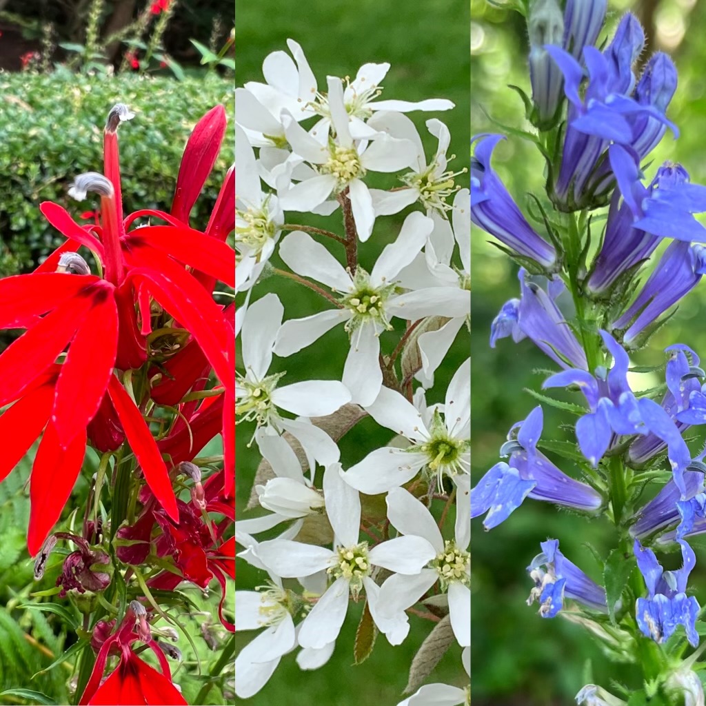 Red, white, and blue photos.