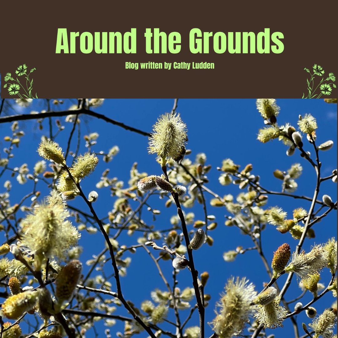Around the Grounds Blog written by Cathy Ludden. With an image of blooming fluffy Pussy Willow flowers against a deep blue sky.